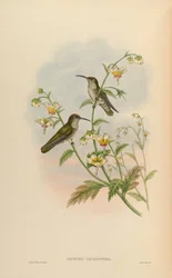 Agyrtria taczanowskii = Leucippus taczanowskii